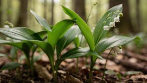 Bärlauch oder Maiglöckchen: Woran man den Unterschied sicher erkennt